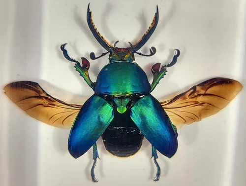 Vista 30 de 44mm Hormiga gigante tropical real en resina de lucita transparente cristalina, espécimen preservado Pseudoneoponera Rufipes, taxidermia