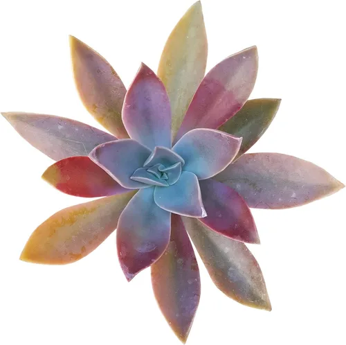 Vista 8 de Dancing Bones Hatiora Salicornioides 2 pulgadas + maceta de arcilla – Suculenta saludable, rara e inusual, planta viva de fácil cuidado, totalmente