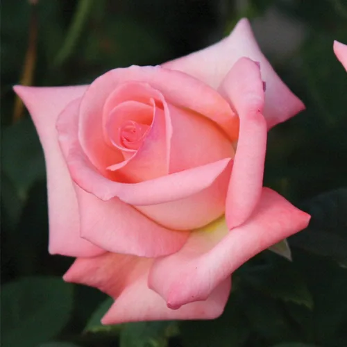Vista 2 de Rosas de té híbridas de reliquia, planta de raíz propia viva para jardín al aire libre, novia, muy fragante, zonas de rusticidad: 6-10, floración
