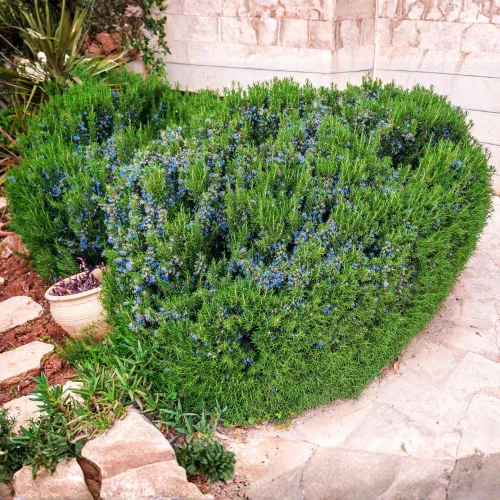 Vista 6 de Juego de 3 plantas de romero azul vivas, planta viva de romero, hierbas comestibles y fragantes, plántulas de romero para plantar en interiores