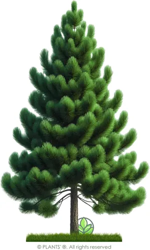 Vista 3 de Slash Pine Tree Semillas Premium Pinus elliottii Plants' (Semillas premium, 10)