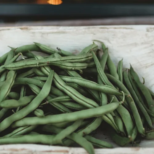 Vista 3 de Blue Lake Pole Bean - 4oz Bulk (~375 Seeds) - Heirloom & Open-Pollinated Variety, USA-Grown, Non-GMO Green Bean Seeds for Planting Outdoors in the