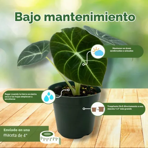 Vista 5 de BubbleBlooms Alocasia Terciopelo Negro, Joya Alocasia en maceta de 4 pulgadas