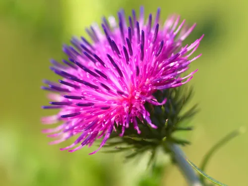 Vista 3 de 200 Great Burdock Arctium Lappa (Bardana comestible/Botones de Bardana/Botones de mendigo) Semillas de flores de HERB