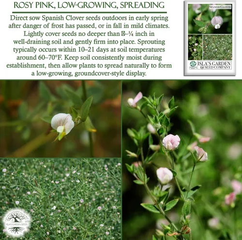 Vista 5 de Semillas de flores de pie de pájaro americano "Spanish Clover" para plantar, más de 1000 semillas por paquete, semillas de jardín de Isla