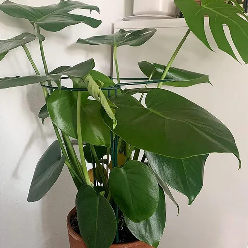 Vista 8 de TCBWFY Paquete de 10 estacas de soporte para plantas de peonía, 10 pulgadas de ancho x 16 pulgadas de alto, jaulas de peonía de alta resistencia