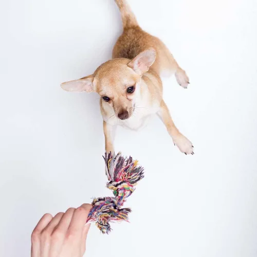 Vista 9 de Kin and Kind - Champú y acondicionador natural para perros y gatos, champú de avena y lavanda, acondicionador hidratante de manteca de karité sin