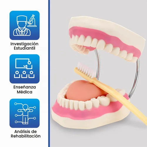 Vista 7 de Modelo de demostración dental de dientes gigantes con cepillo de dientes, modelo de boca de tamaño estándar ampliado 6 veces, modelo de enseñanza