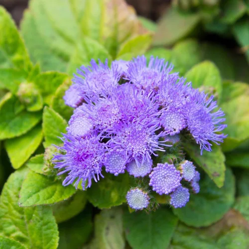 Vista 3 de 100 semillas Ageratum Blue Mistflower