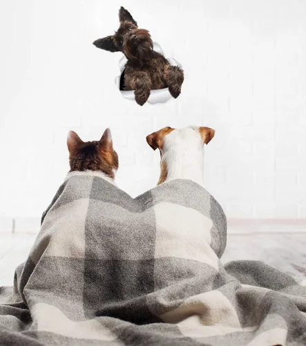 Vista 3 de Winston & Bear Lindas calcomanías de pared Schnauzer - Paquete de 2 calcomanías 3D para inodoro de perro, calcomanía para ventana de coche