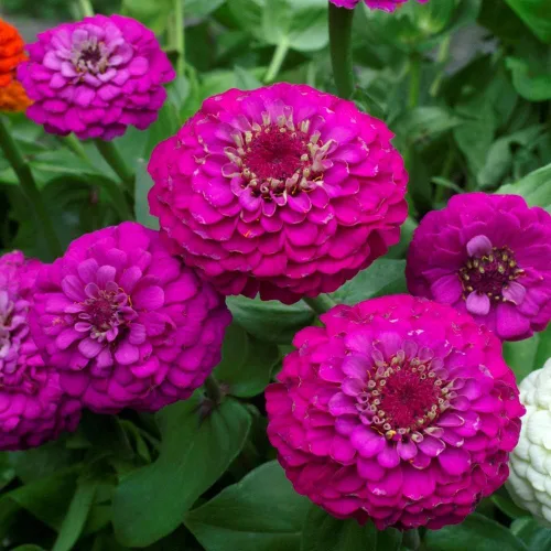 Vista 4 de TomorrowSeeds - Purple Prince Zinnia Semillas - Más de 200 unidades - Para plantar Zinnia Elegans púrpura Corte gigante y Come Again Lavender Violet