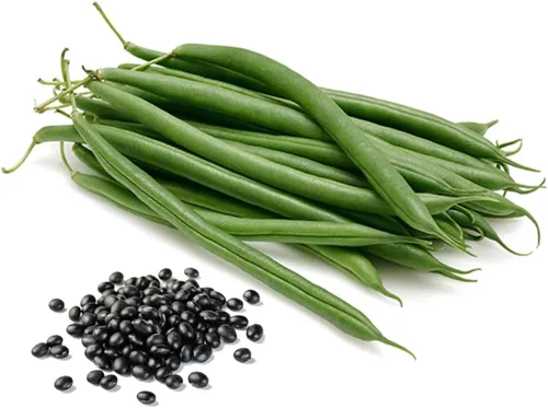 Vista 11 de SVI 250 Clemson Spineless 80 semillas de okra (Abelmoschus esculentus) - Paquetes de semillas de okra sin espinas Clemson, rendimientos pesados