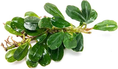 Vista 47 de SubstrateSource Bucephalandra Brownie Phantom - Planta de acuario viva – Decoración natural de pecera de agua dulce, decoración acuática