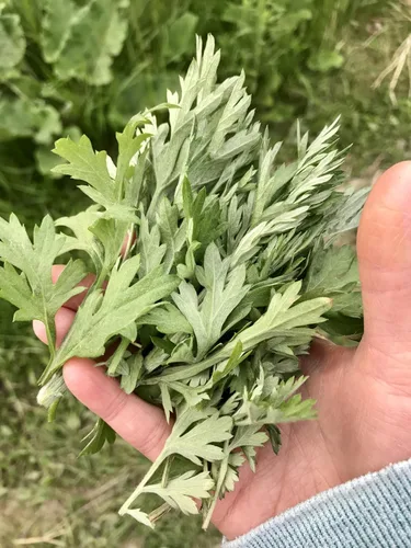 Vista 2 de TomorrowSeeds - Semillas de artemisia Yomogi (Ajenjo coreano) - Más de 5000 unidades - para plantar 2026 Artemisia Princeps Japonés Kui Ho Fu-Chiba