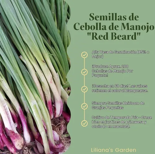 Vista 2 de Cebolleta "Red Beard" - Tipo de cebolla en racimo - Variedad de cebolla verde resistente Allium fistulosum VAR 'Red Beard' Heirlooms Seeds by