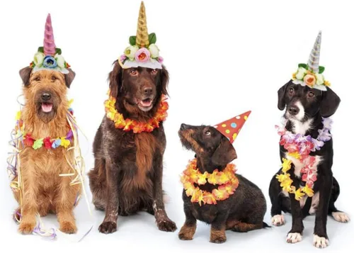 Vista 5 de Disfraces de Halloween para gatos, organizador de cambiador, disfraz de gato, linda gorra para mascotas, diadema divertida para mascotas, accesorios