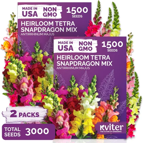 Vista 10 de KVITER 2000 semillas de encaje de la reina blanca Anne (Ammi Majus), paquete de 2 – Flor de obispo, reliquia, flor silvestre orgánica y sin OMG