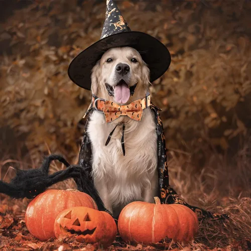 Vista 2 de TDTOK Collar de perro de Halloween con corbatín ajustable para Halloween, collar espeluznante para perro con hebilla de plástico ecológica