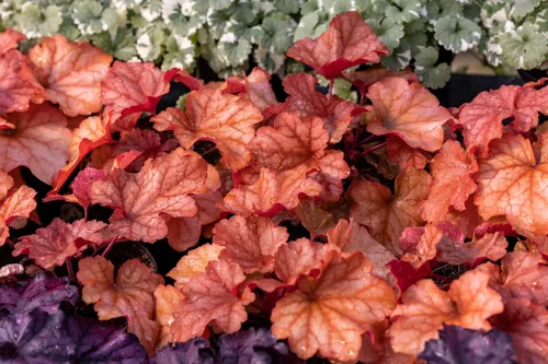 Vista 8 de 1200 BRESSINGHAM Campanas de Coral Mixtas Heuchera Sanguinea Semillas de Flor
