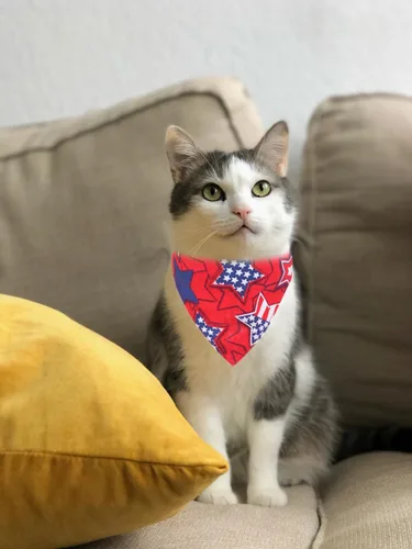 Vista 4 de Collares de Gato del Día de la Independencia con Bandana de Bandera Americana Separable con Campana para Mascotas, Gatito, Ajustable para Perros