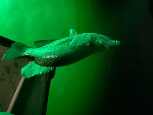 Vista 6 de Green Blob Outdoors Nueva Luz de Pesca Submarina de 110 Voltios para Muelles, LED con Temporizador de Fotocélula y Control Remoto, Luz Atrayente