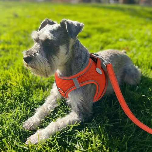 Vista 49 de Joytale Arnés para Perros Pequeños, Chaleco de Malla Transpirable Step-in, Arneses Acolchados Suaves Reflectantes para Gatos y Perros Cachorros