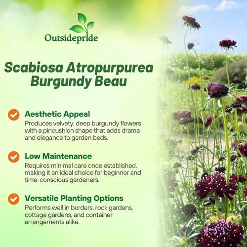 Vista 3 de Outsidepride Burgundy Beau Scabiosa Seeds – 500 semillas de flores perennes que atraen a los polinizadores, hábito de crecimiento vertical y limpio