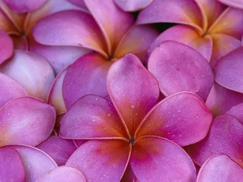 Vista 4 de CORTE DE PLANTAS DE PLUMERIA ROSA HAWAIIANA ~ CRECIR HAWAII