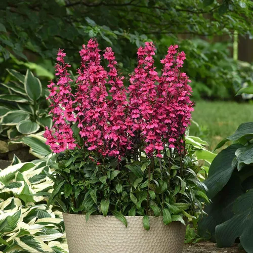 Vista 6 de Eden Brothers Lobelia Seeds - Alfombra Azul