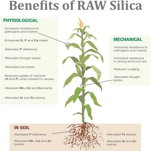Vista 5 de RAW Sílice 2 oz