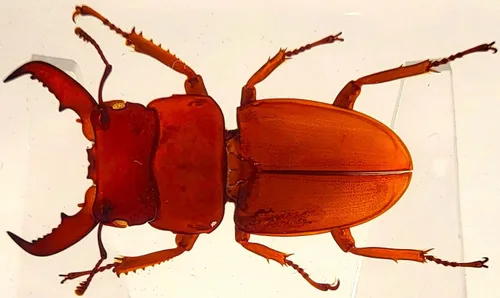 Vista 14 de 44mm Hormiga gigante tropical real en resina de lucita transparente cristalina, espécimen preservado Pseudoneoponera Rufipes, taxidermia