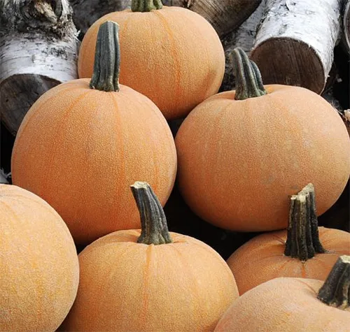 Vista 2 de Semillas de calabaza de lujo de invierno, reliquia, textura sedosa de reliquia para un pastel perfecto. Esta maravillosa calabaza pequeña tiene una
