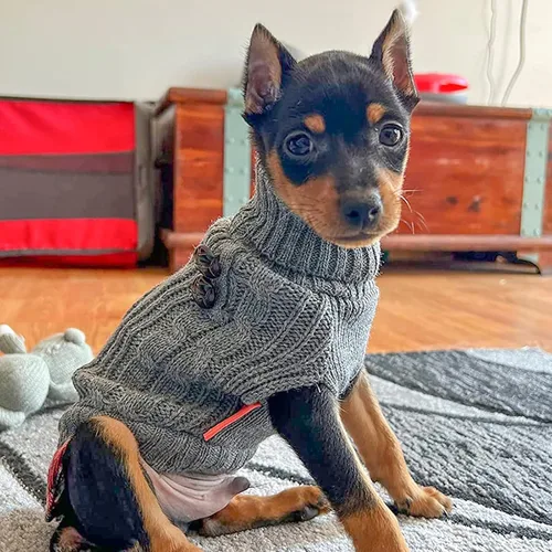 Vista 4 de KYEESE Suéter suave para perros pequeños, machos, abrigado, de cuello alto, ropa elástica de punto para gatos, abrigo cómodo para cachorros