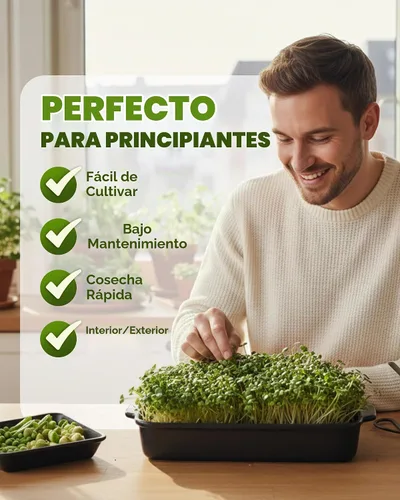 Vista 4 de Nature Jim's Sprout Organic Broccoli Seeds – Non-GMO, Sprouting Seeds - 8oz