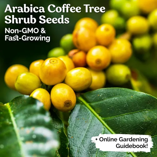 Vista 2 de KVITER 15 semillas de café árabe para plantar (Coffea Arabica) – Café perenne semillas de frijol arbustivo de hoja perenne, semillas de reliquia