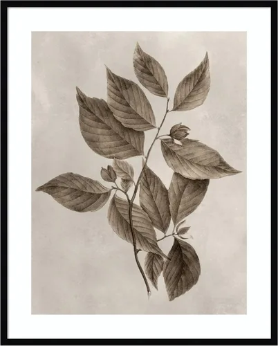 Vista 14 de Amanti Art Lienzo decorativo para pared enmarcado de 24 x 20 pulgadas, muestra de árbol III de Vision Studio, arte de pared de naturaleza