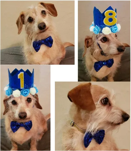 Vista 4 de Sombrero de cumpleaños para perro, corona ajustable reutilizable para perros, gatos, cachorros, gatitos, fiesta de cumpleaños con números azul oscuro
