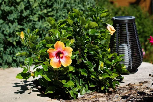 Vista 9 de Arbusto de Hibisco Fiesta - Planta Floreciente de Hibisco Viva - Planta de Flor Tropical - Maceta de 1 Galón - Altura Total de 10" a 14" - Plantas