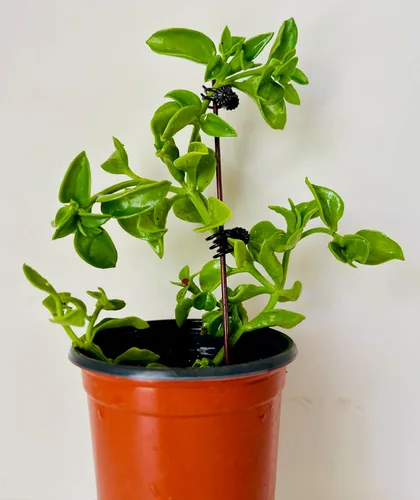 Vista 3 de Planta de hielo, manzana roja Aptenia Cordifolia, también conocida como Baby Sun Rose, 1 planta suculenta viva, enraizada en maceta de 3.5 pulgadas