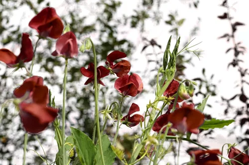 Vista 7 de 10 semillas de vid de flores Black Knight Sweet Pea Lathyrys Odoratus