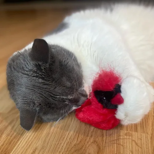 Vista 12 de SPOT Song Birds - Juguete para gatos con hierba gatera activada por el tacto, imita canciones reales de pájaros, juguete que funciona