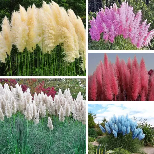 Vista 3 de 1000+ semillas mixtas de hierba de las Pampas Cortaderia Selloana para plantar, semillas de plantas ornamentales, decoración de jardín, flores altas