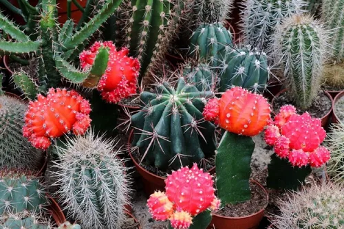 Vista 5 de Semillas Cactus (Cacti) Mix - Orgánico