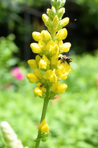 Vista 8 de 25 semillas de flores de índigo falso índigo silvestre amarillo Baptisia Tinctoria