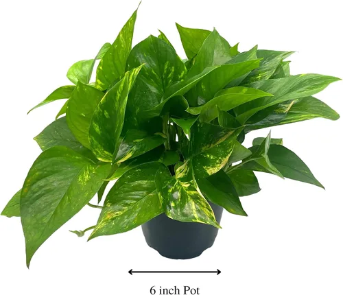 Vista 2 de BubbleBlooms Pothos dorados, Pothos abigarrados de 6 pulgadas, Epipremnum aureum, Hiedra del Diablo