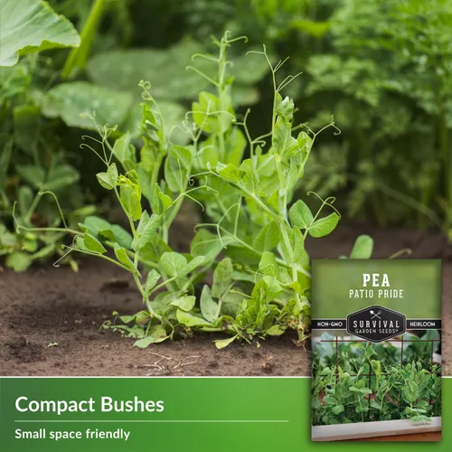 Vista 3 de Patio Pride - Semilla de guisantes para plantar, 1 paquete con instrucciones para cultivar guisantes dulces tempranos en el huerto casero, reliquia
