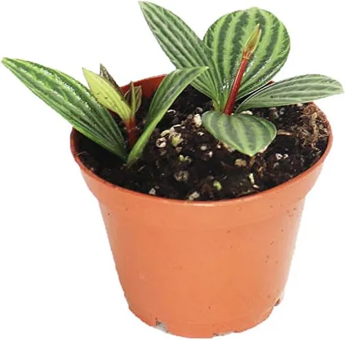 Vista 3 de Escarabajo Peperomia - 3'' de California Tropicals