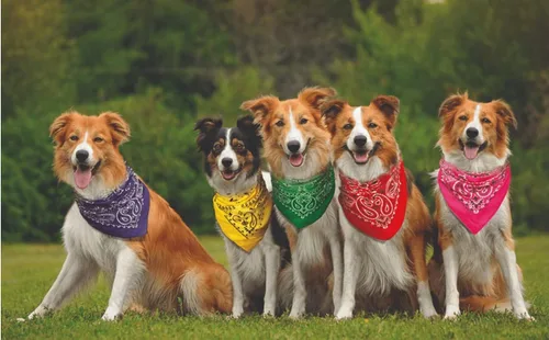 Vista 4 de KUTXA Bandanas de cachemira occidental 100% algodón con estampado de doble cara (22 x 22 pulgadas)