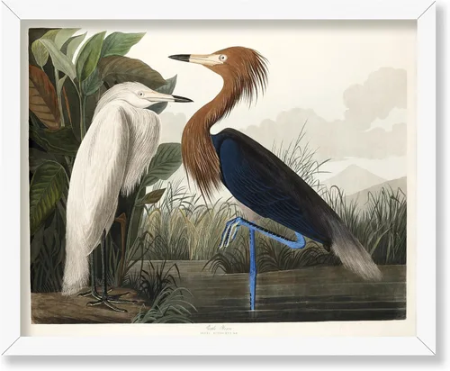 Vista 125 de Poster Master Póster vintage de James Audubon – Impresión retro de amargo americano – Arte de aves de América – Regalo para hombres, mujeres
