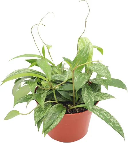 Vista 11 de Hoya Crimson Princess - 6'' de California Tropicals